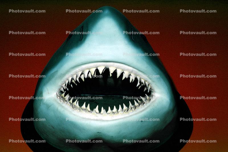 White Shark, Open Jaw