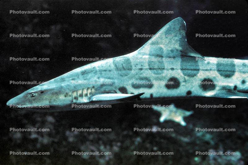 Leopard Shark, (Triakis semifasciata), Elasmobranchii, Carcharhiniformes, Triakidae