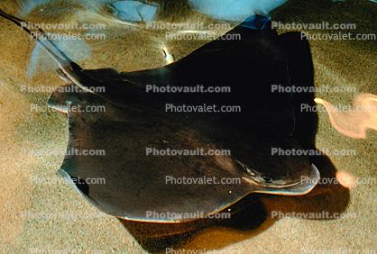 Bat Ray, (Myliobatis californica), Elasmobranchii, Myliobatiformes, Myliobatidae