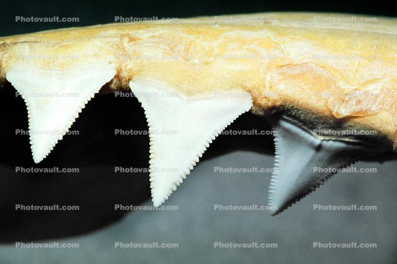 Great White Shark jaw, (Carcharodon carcharias), Shark Teeth