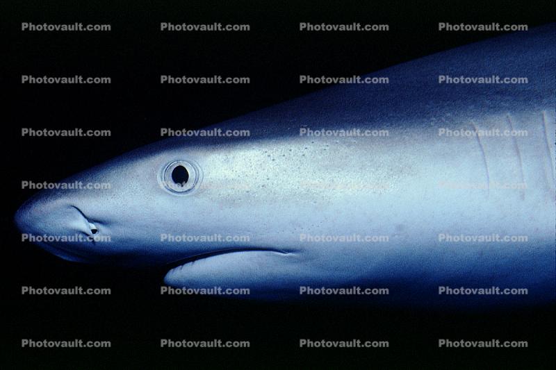 Shark, mouth, nose, eyes, sleek