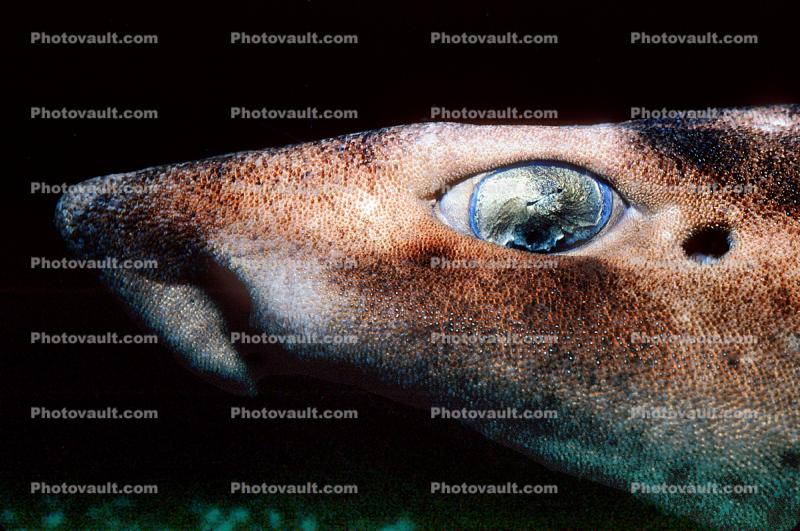 Horn Shark, (Heterodontus francisci), Elasmobranchii, Heterodontiformes, Heterodontidae