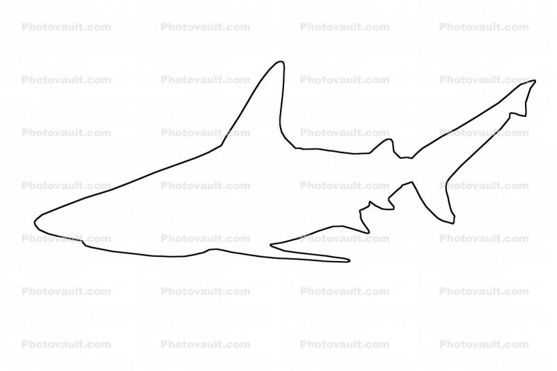 Shark Outline, line drawing