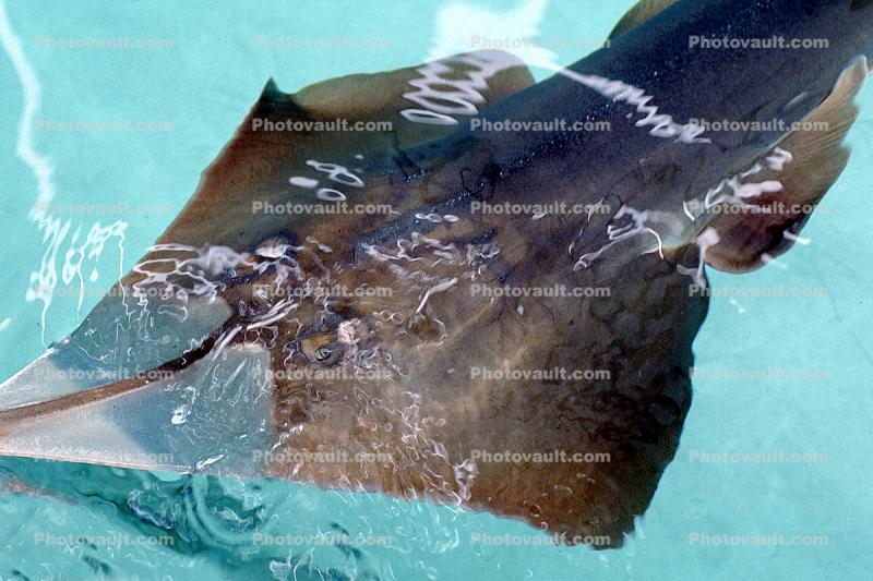 Giant Shovelnose Ray, (Glaucostegus typus), Rajiformes, Rhinobatidae, endangered