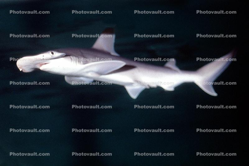Hammerhead Shark, (Elasmobranchii, Sphyrnidae), Elasmobranchii, Carcharhiniformes, Sphyrnidae