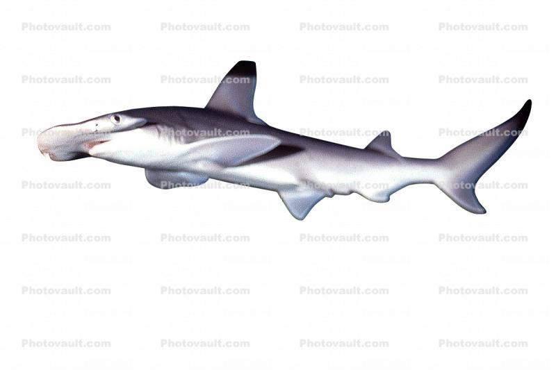 Hammerhead Shark, (Elasmobranchii, Sphyrnidae), Elasmobranchii, Carcharhiniformes, Sphyrnidae, photo-object, object, cut-out, cutout
