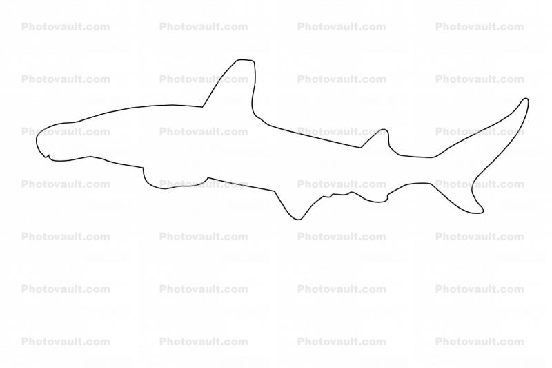 Hammerhead Shark outline, (Elasmobranchii, Sphyrnidae), Elasmobranchii, Carcharhiniformes, Sphyrnidae, line drawing, shape