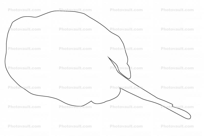 Yellow Stingray outline, line drawing, shape