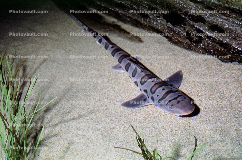 Leopard Shark, (Triakis semifasciata), Elasmobranchii, Carcharhiniformes, Triakidae