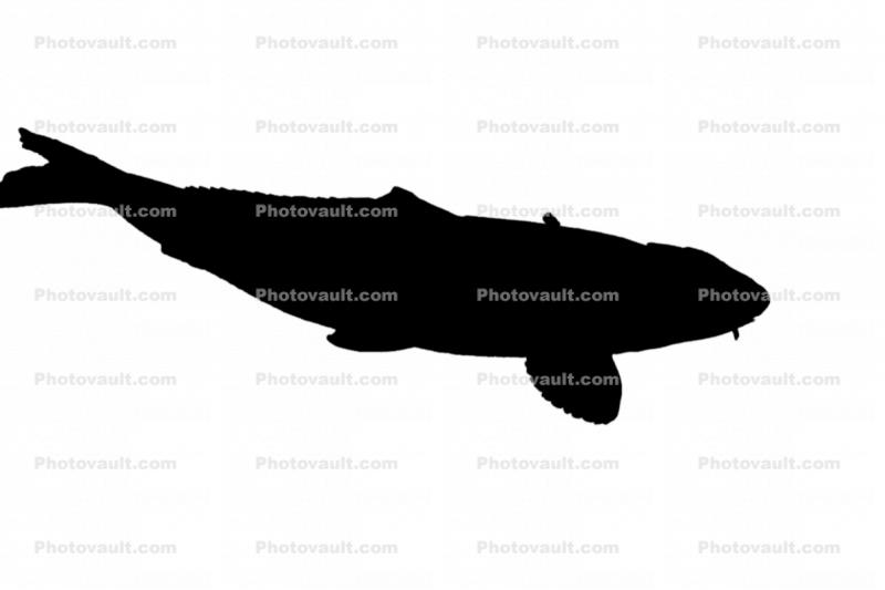 Carp [Cyprinidae] silhouette