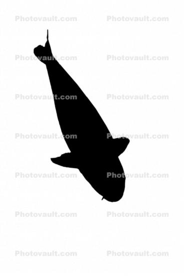 Carp [Cyprinidae] silhouette