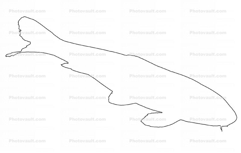 Carp [Cyprinidae] outline, line drawing, shape