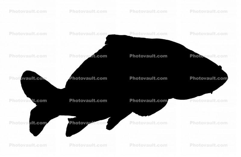 Carp [Cyprinidae] silhouette, logo, shape