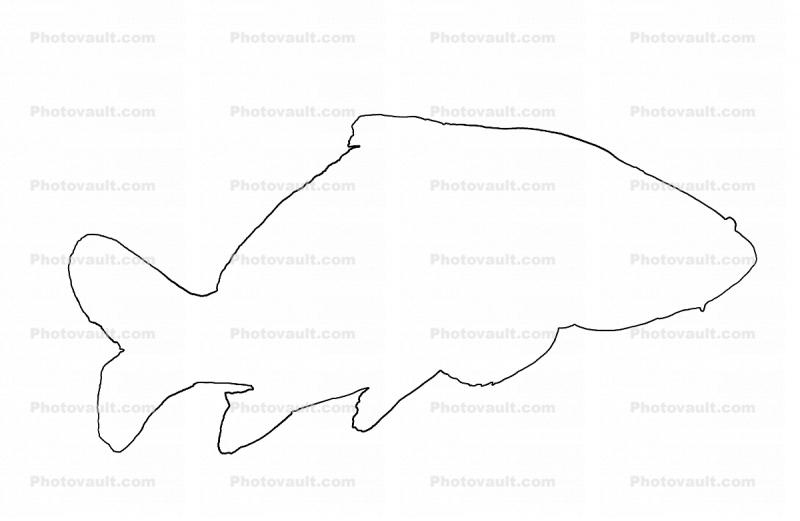 Carp [Cyprinidae] outline, line drawing, shape