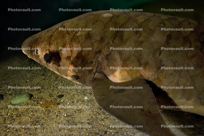 Australian Lungfish, (Neoceratodus forsteri), Dipnoi, Ceratodontiformes, Ceratodontidae, tetrapod