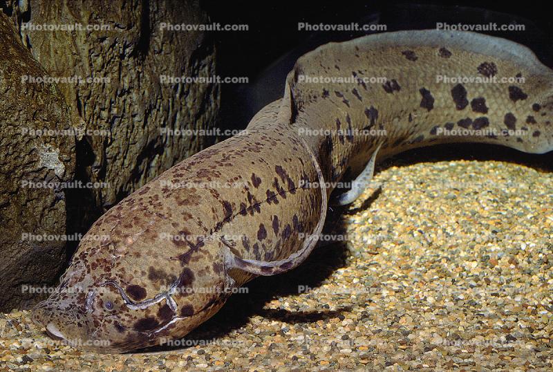 West African Lungfish, (Protopterus annectens), Dipnoi, Lepidosireniformes, Protopteridae, tetrapod