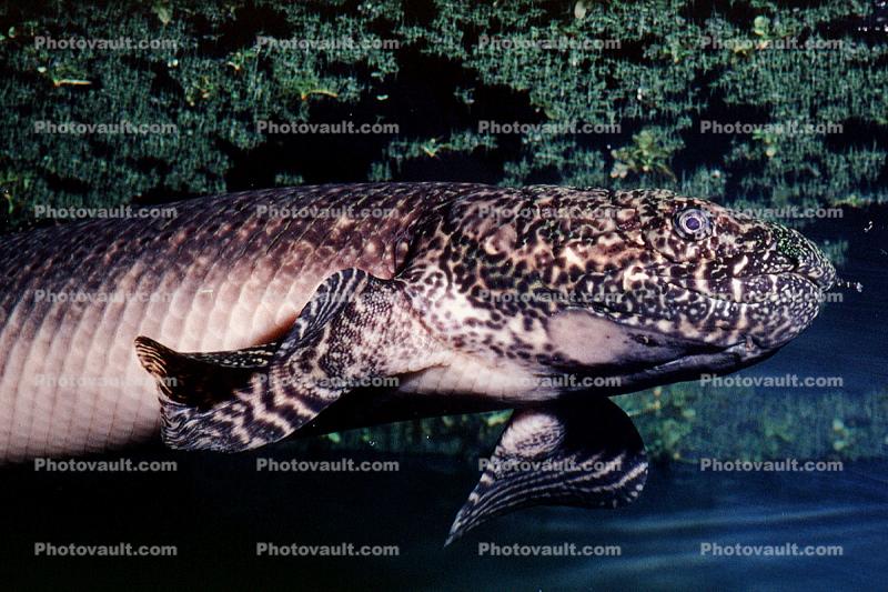 West African Lungfish, (Protopterus annectens), Dipnoi, Lepidosireniformes, Protopteridae, tetrapod