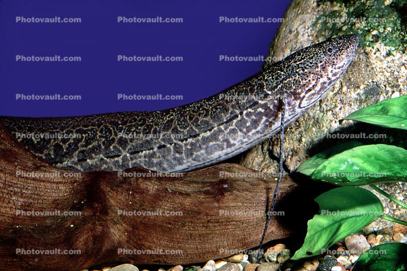 African Lungfish, (Protopterus annectens), Dipnoi, Lepidosireniformes, Protopteridae, tetrapod