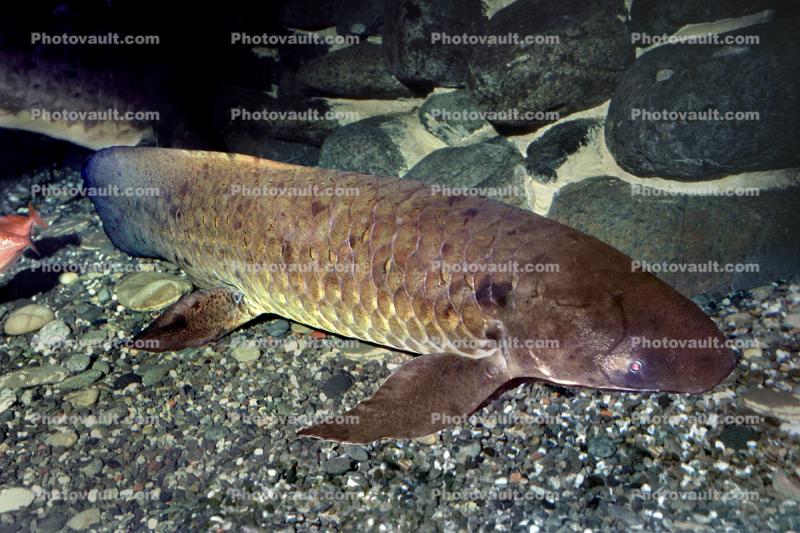 Australian Lungfish, (Neoceratodus forsteri), Dipnoi, Ceratodontiformes, Ceratodontidae, tetrapod