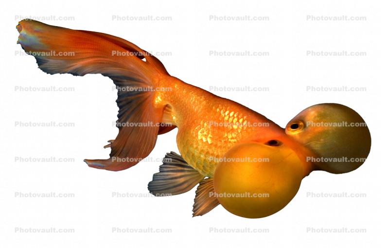 Bubble Eyes goldfish  photo-object