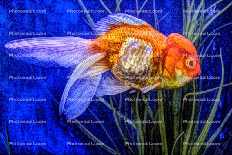 Ranchu Fantail Goldfish, Paintography