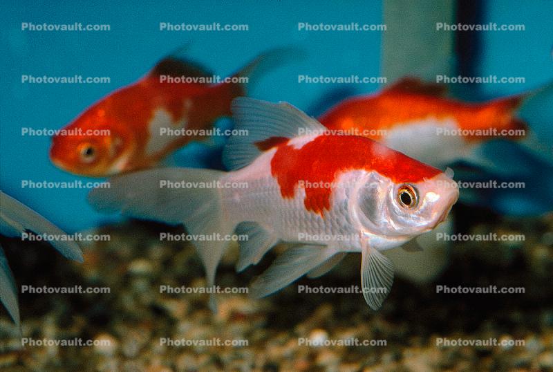 Common Goldfish, Comet Goldfish