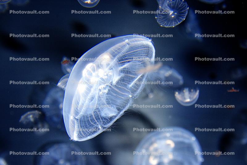 Moon Jelly, (Aurelia aurita), Semaeostomeae, Ulmaridae, saucer jelly