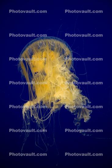 fried egg jellyfish, egg-yolk jellyfish, (Phacellophora camtschatica), Semaeostomeae, Ulmaridae
