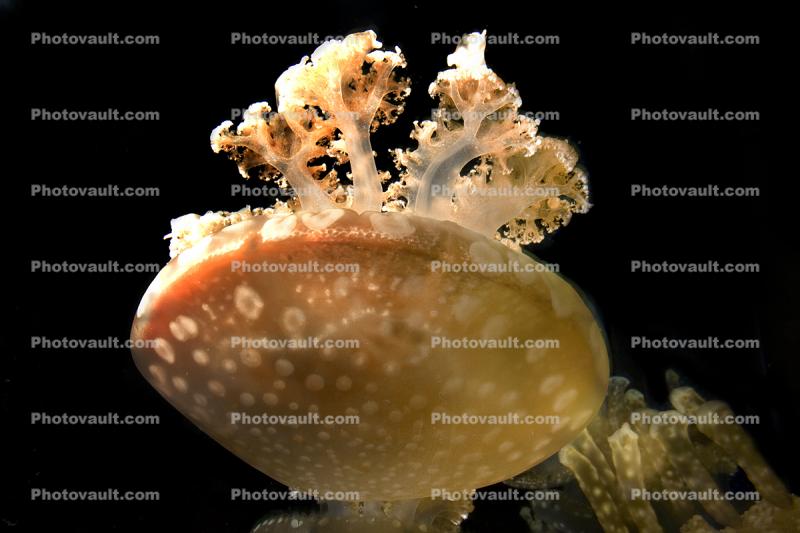 Spotted Jelly, (Mastigias papua), Rhizostomeae, Mastigiidae