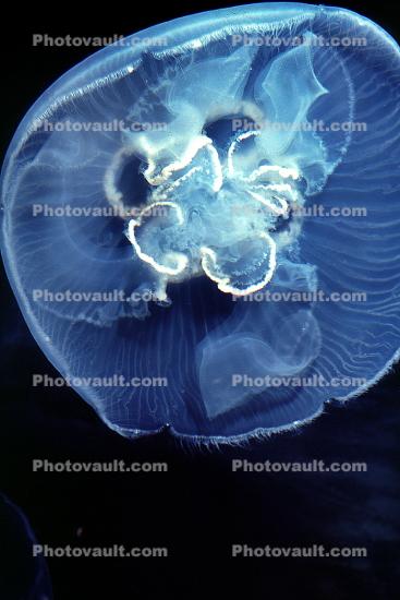 Moon Jelly, (Aurelia aurita), Semaeostomeae, Ulmaridae, saucer jelly