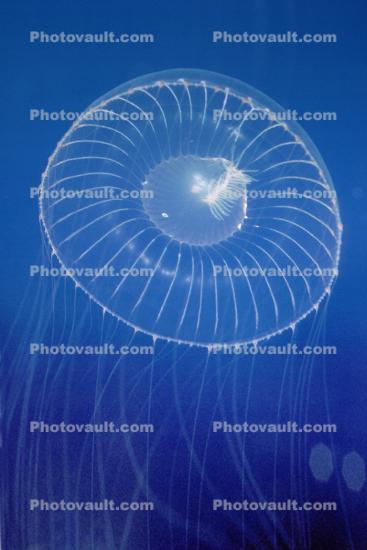 Crystal Jelly, (Aequorea victoria), Hydrozoa, Leptomedusae, Aequoreidae