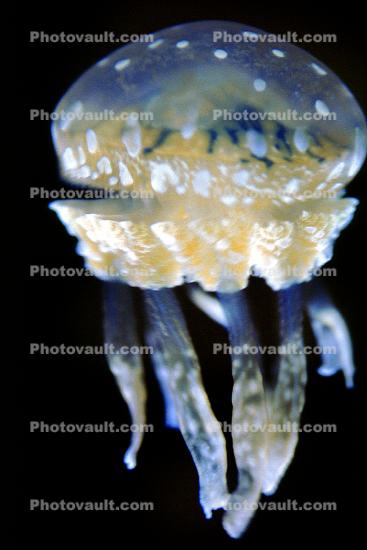 Spotted Jelly, (Mastigias papua), Rhizostomeae, Mastigiidae