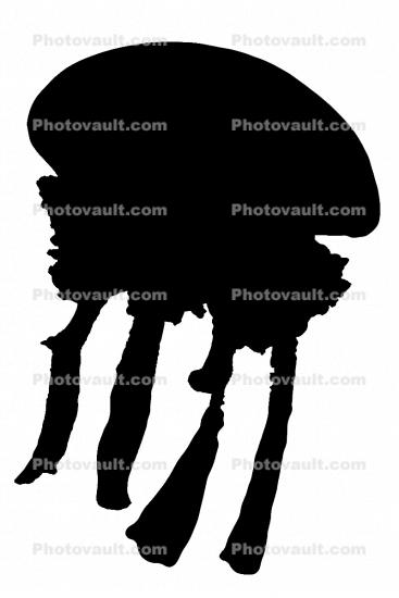 Spotted Jelly silhouette, (Mastigias papua), Rhizostomeae, Mastigiidae