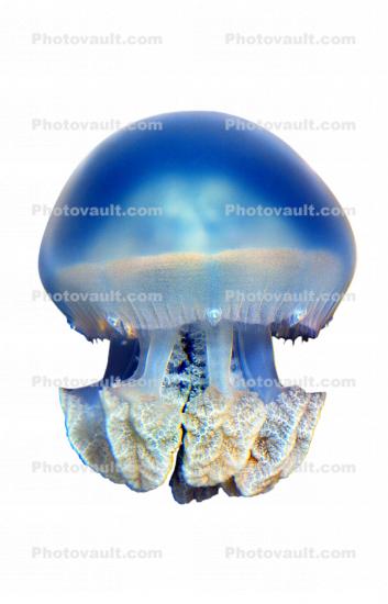Blue Jelly, (Catostylus mosaicus), Rhizostomeae, Catostylidae