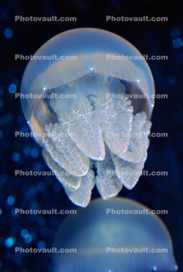 Blue Jelly, (Catostylus mosaicus), Rhizostomeae, Catostylidae