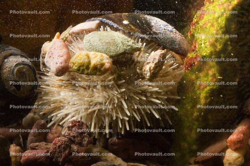 Sea Urchin, (Lytechinus pictus), Echinodermata, Echinoidea, Temnopleuroida, Toxopneustidae, echinoderm