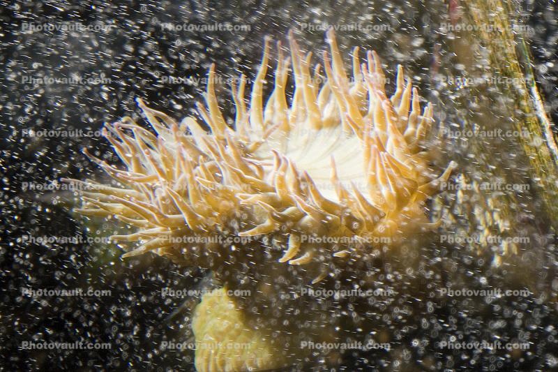 Sea Urchin, (Lytechinus pictus), Echinodermata, Echinoidea, Temnopleuroida, Toxopneustidae, echinoderm