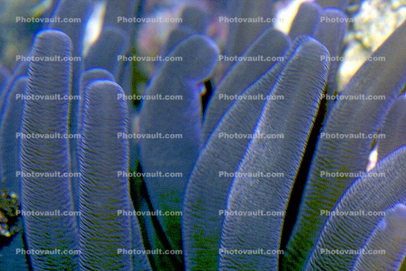 anemone tentacles