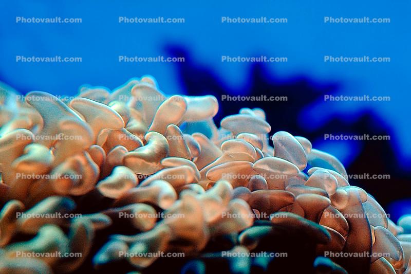 Bubble Coral, Anemone
