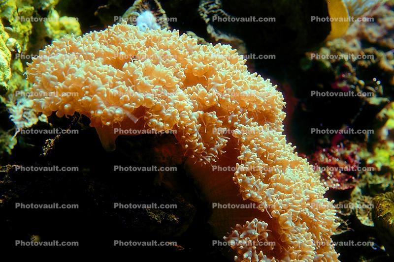 Bubble Coral