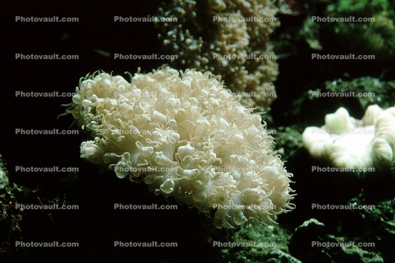Thick Lip Coral