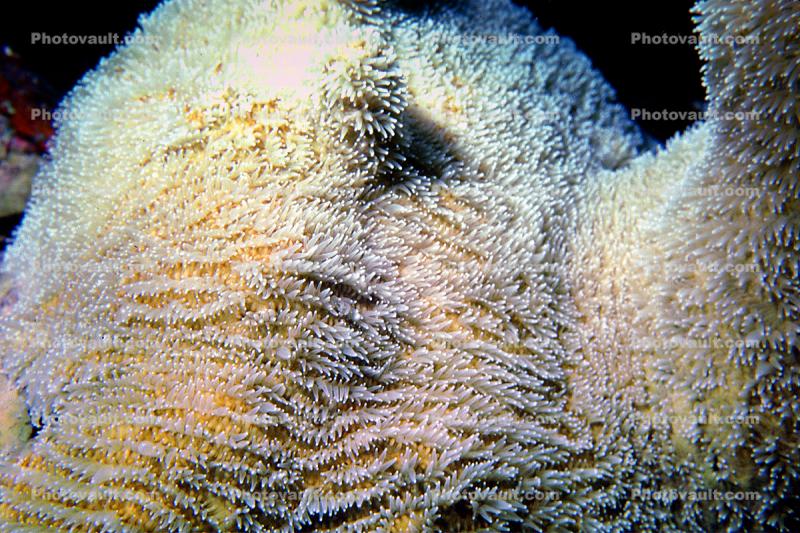 Coral, St Kitts, Carribeance