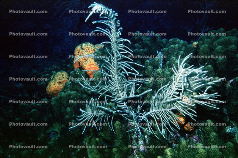 Fire Coral - Class Hydrozoa, St Kitts, Carribean
