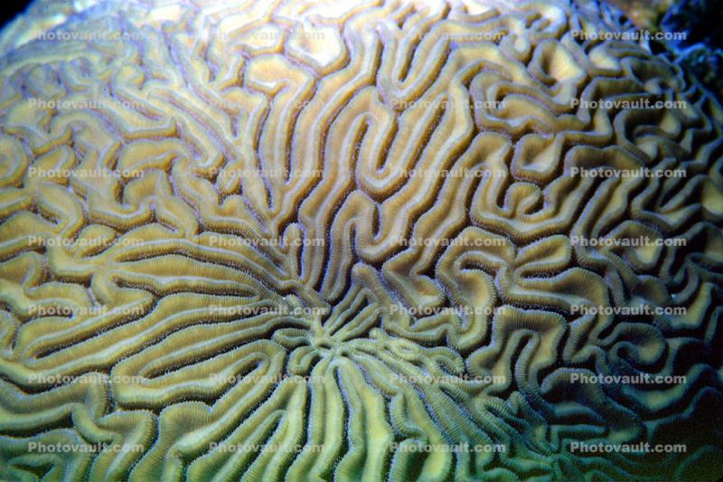 Brain Coral, St Kitts, Carribean