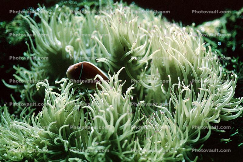 Magnificent Anemone, (Heteractis magnifica), [Stichodactylidae]