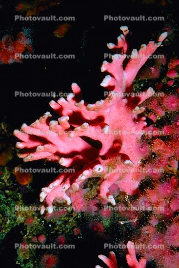 California hydrocoral, (Allopora californica), white-tipped, branching hydrocoral, Hydrozoa, Anthoathecata, Stylasteridae