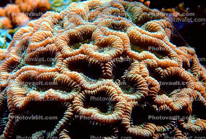 Soft Corals, Gorgonians
