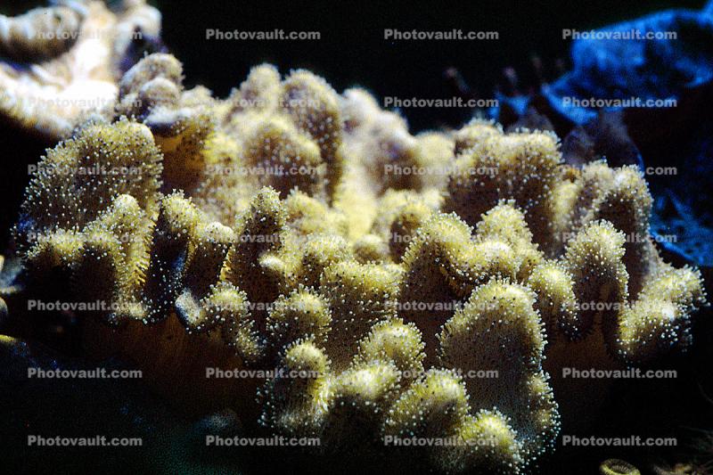 Leather (Soft) Coral, (Sarcophyton trocheliophorum), Soft Corals, Gorgonians