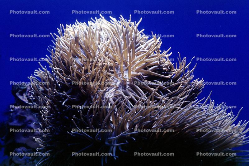 Leathery Sea Anemone, (Heteractis crispa)