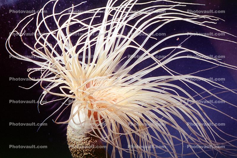 Burrowing Anemone, (Pachycerianthus fimbriatus), tentacles
